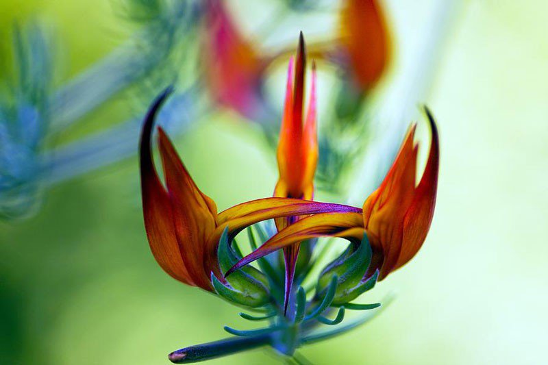 kessily's tweet photo. Parrotbeak flower, native to the Canary islands. @TroublesomeGabe @OfBeautyandLife #DailyFlower #ForgotYesterday! https://t.co/0esKkTFnPY