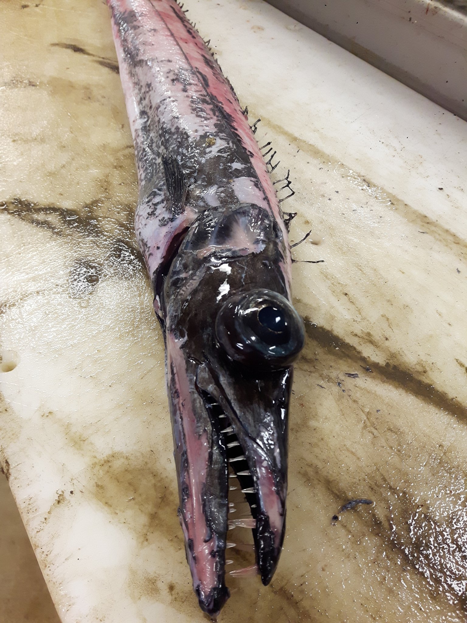 Klara Jakobsdottir Black Scabbard Fish Icel Stinglax Is Likely A Madeiran Tourist In Icelandic Waters And Perhaps Cristiano Ronaldos Favorite Food T Co Tmals2axs9 Twitter
