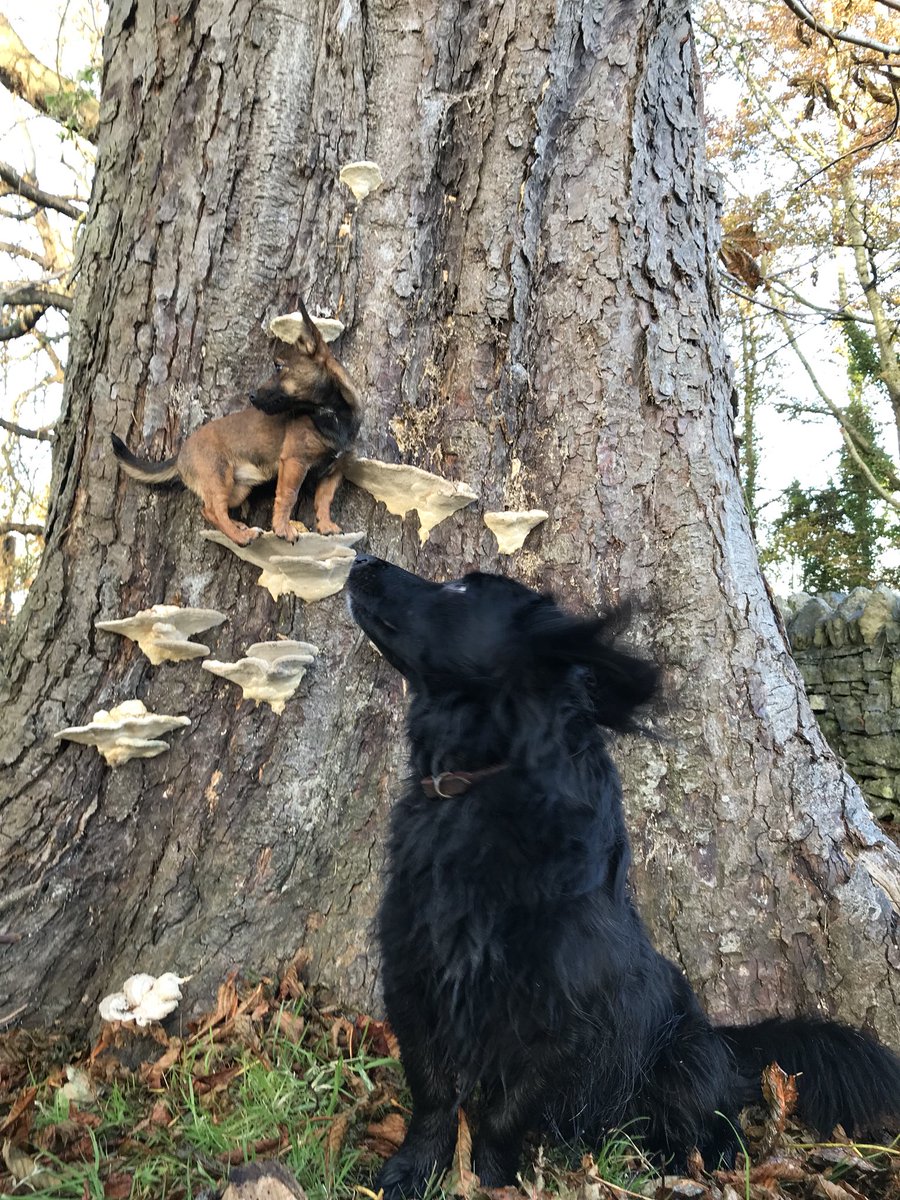 Inca having another mushroom moment