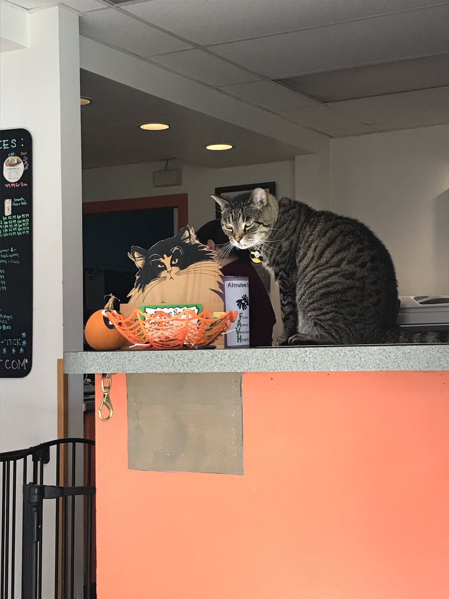 RC_EARL's tweet photo. Chompsky is a greeter at the vet #catswhowork even on #Caturday https://t.co/7FuDrS3u7c