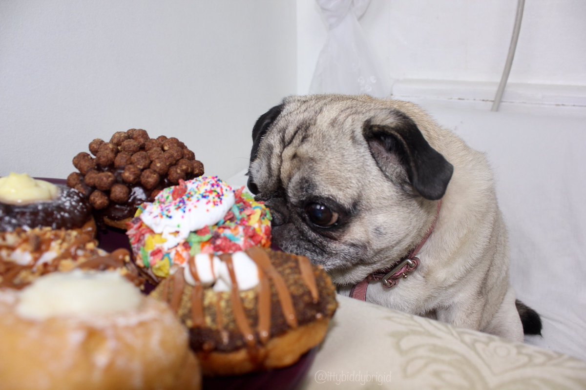 It's the weekend so donut be afraid to treat yo self 🍩

#weekend #donut #treat #pug #treatyoself #pugs #dog #food
