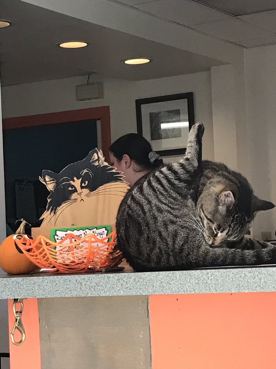 RC_EARL's tweet photo. #catswhowork Vet cat, Chompsky, proud of his appearance 😻😻#Caturday https://t.co/OYI8w1g7Xh