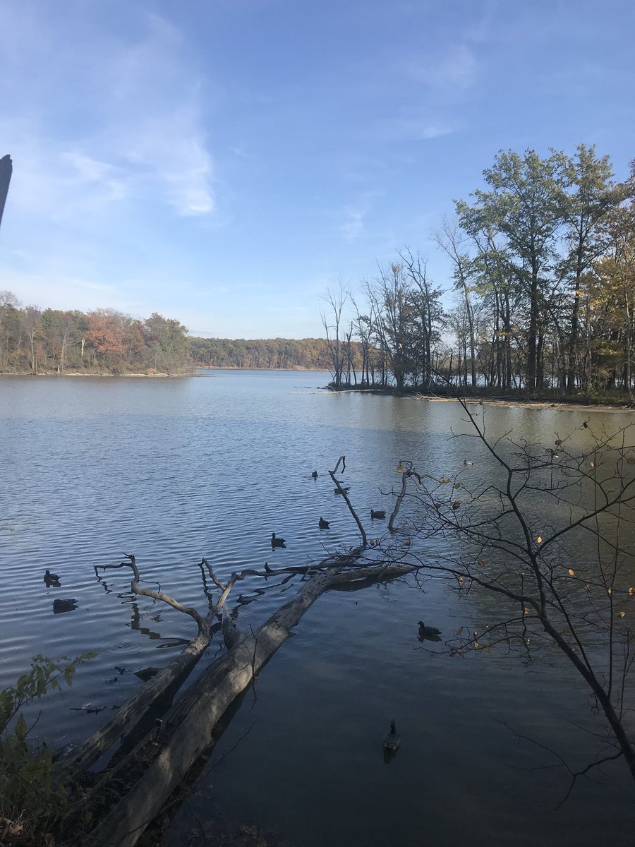 Tail_Chasin's tweet image. Woodies were rollin down for our four man limit last night! #ChasinTail #LeadHead #Waterfowl