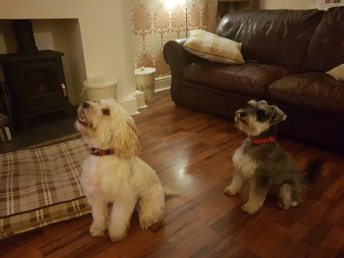 RustyCockapoo's tweet photo. https://t.co/DlGqS5wd2t