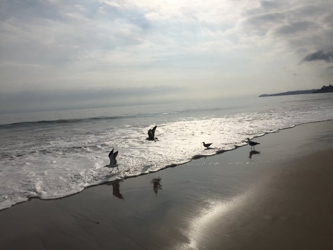 https://t.co/fljlGeqtOw<a href="/tag/malibu"class="tags"><span>#malibu</span></a>