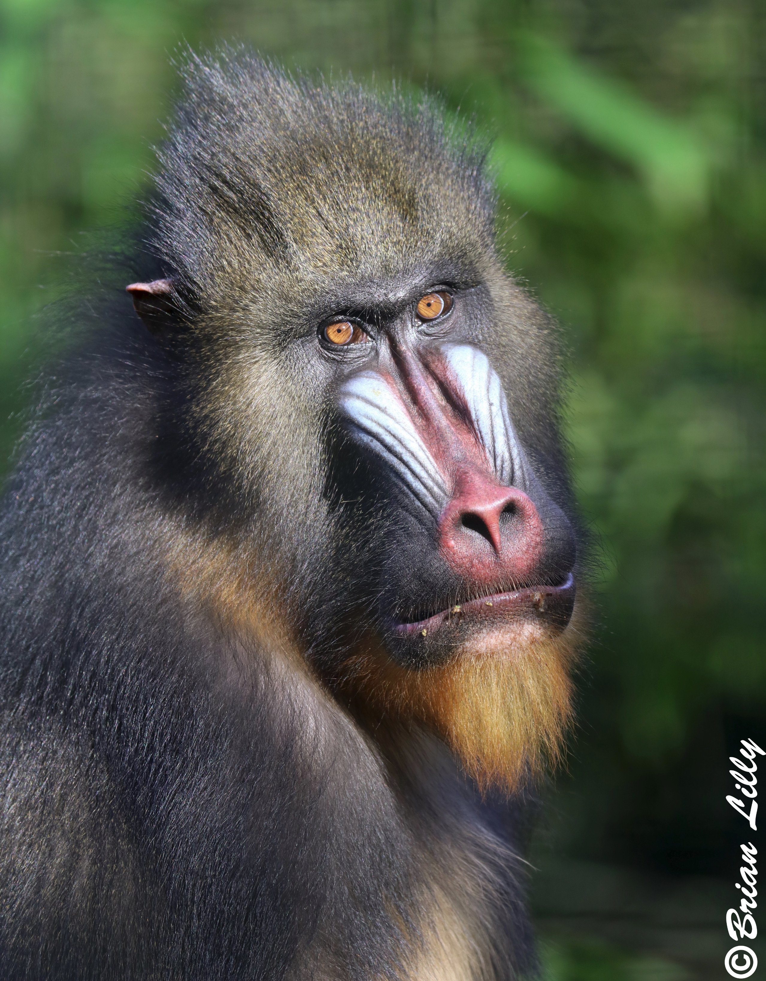 Mandrill ‎– 2枚 bb7a06_4cb6d8ba5f9f4e5eba65e0a
