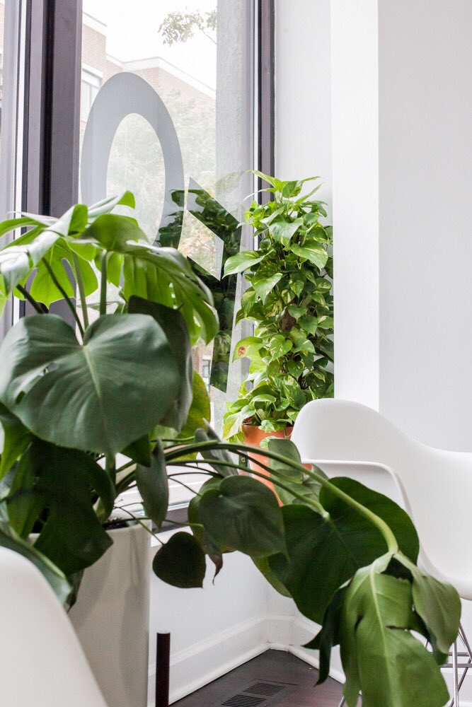 Plants at Foster Studio