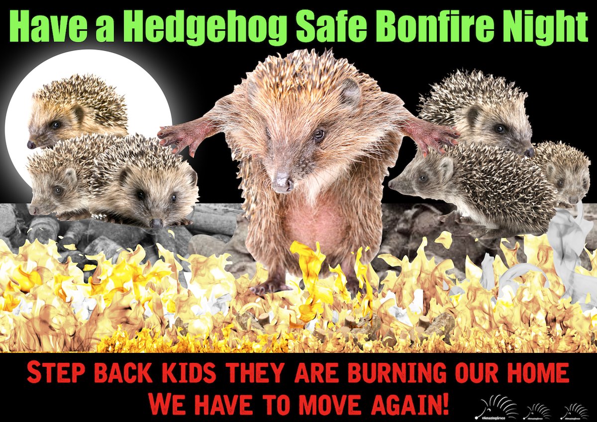 HAwildlife's tweet photo. Have a Hedgehog safe Bonfire Night where ever you may be. Facts & Dr Bri video here. https://t.co/0C5SxgIjMx #ThinkGrace #AmazingGrace https://t.co/BzJL1Csuh2