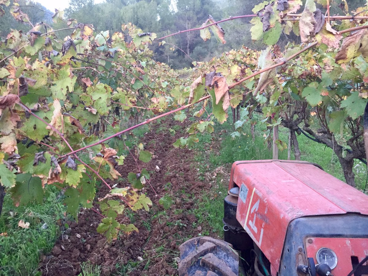 #benvingudapluja - llaurant just abans de la volguda pluja
#vinyesvelles #Súria #Navàs
@dopladebages