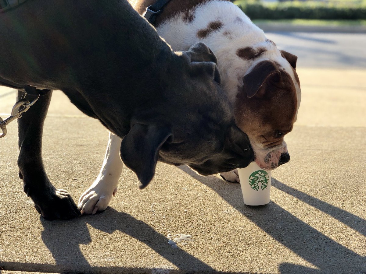 zyvo's tweet photo. Hey @Starbucks are you guys looking to hire a couple pups to appeal to your furry demographic? They need $ to pay for their food bills! https://t.co/JZ1pbWArW8