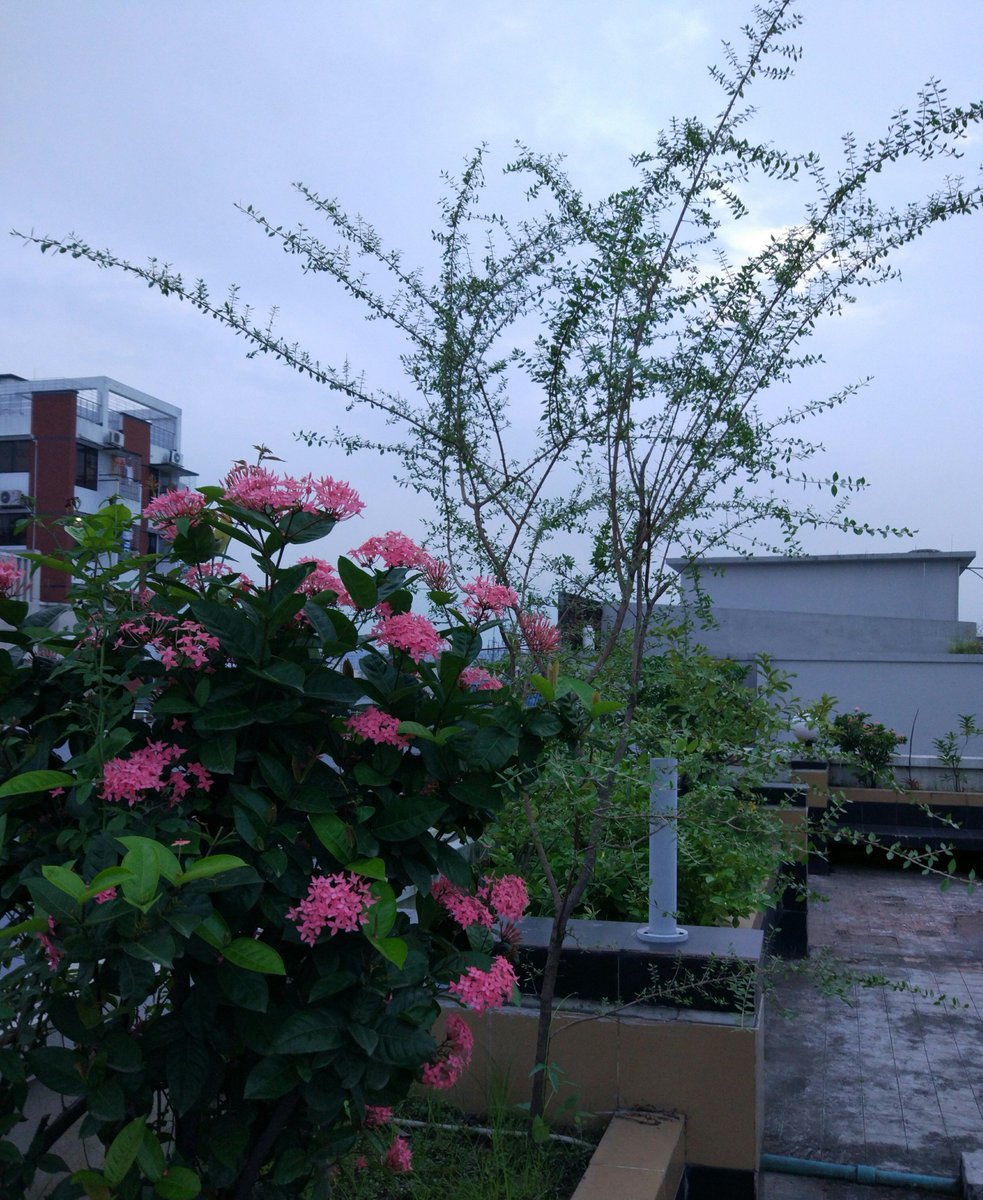 faisal_wc's tweet photo. Rooftop Garden, Dhaka, Bangladesh https://t.co/QlVOz8D84p