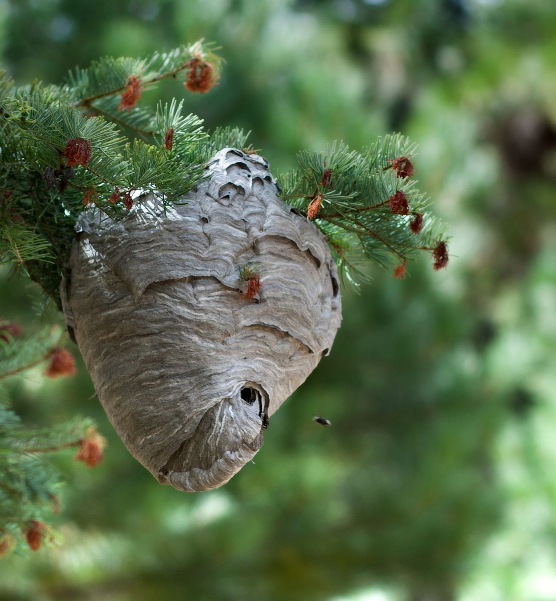 Quite the buzz around here...

#willowwittranch #naturelife #sustainableliving #southernoregon
