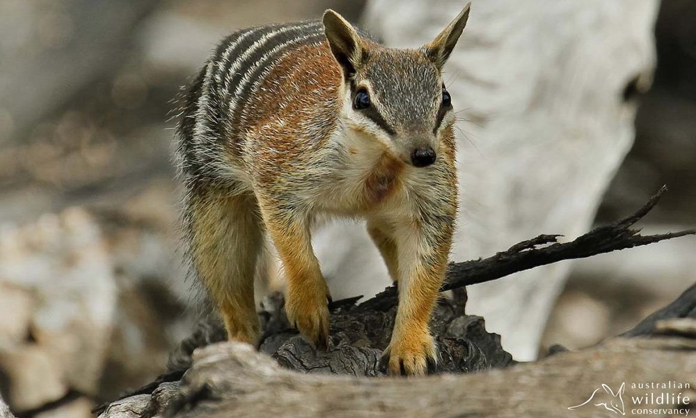 The first Saturday in November is #WorldNumbatDay!

Save the endangered #numbat's!

They are MUCH too cute to go extinct.

#Australia