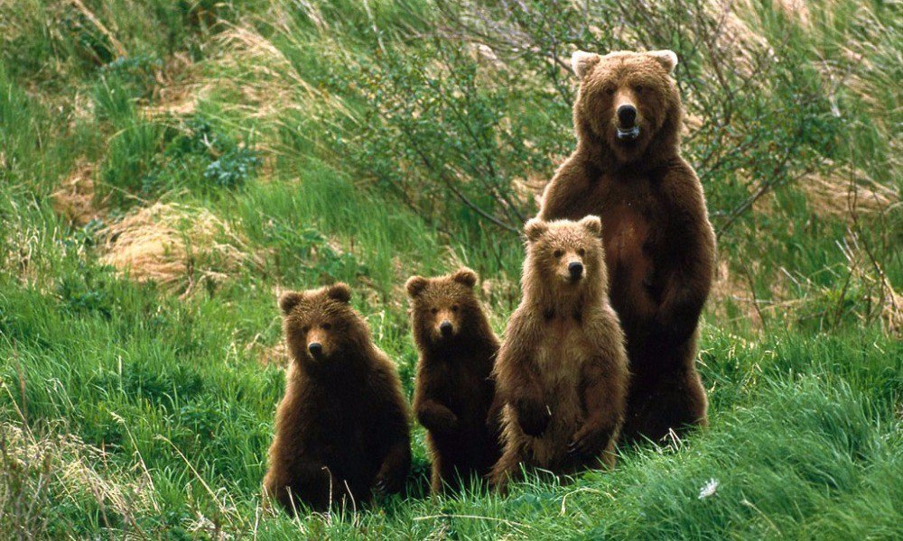 xfailadis's tweet photo. #Nymphaio #Macedonia_gr The #picturesque village's @Arcturosgr is a well-organised & successful non-governmental environmental organization for the protection of #wildlife & the natural #environment for #shelters of : Brown Bears,wild wolfs,#Greek Shepherd Dogs,Chamois,otters... https://t.co/qDpPe7IMAR