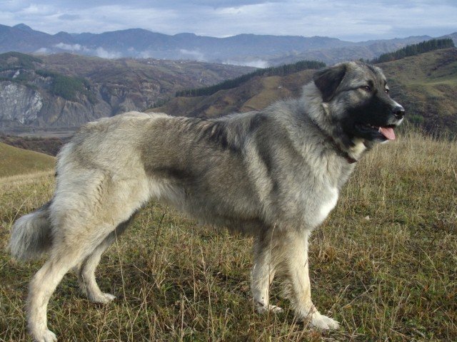 xfailadis's tweet photo. #Nymphaio #Macedonia_gr The #picturesque village's @Arcturosgr is a well-organised & successful non-governmental environmental organization for the protection of #wildlife & the natural #environment for #shelters of : Brown Bears,wild wolfs,#Greek Shepherd Dogs,Chamois,otters... https://t.co/qDpPe7IMAR