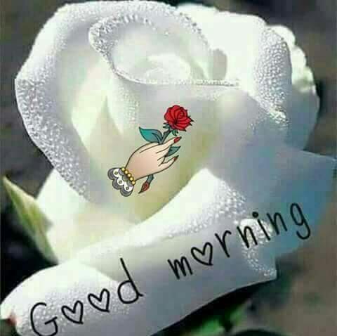 Pravinsr20's tweet photo. @SeemaSharma0321 Good morning. https://t.co/13X8A1cWZd