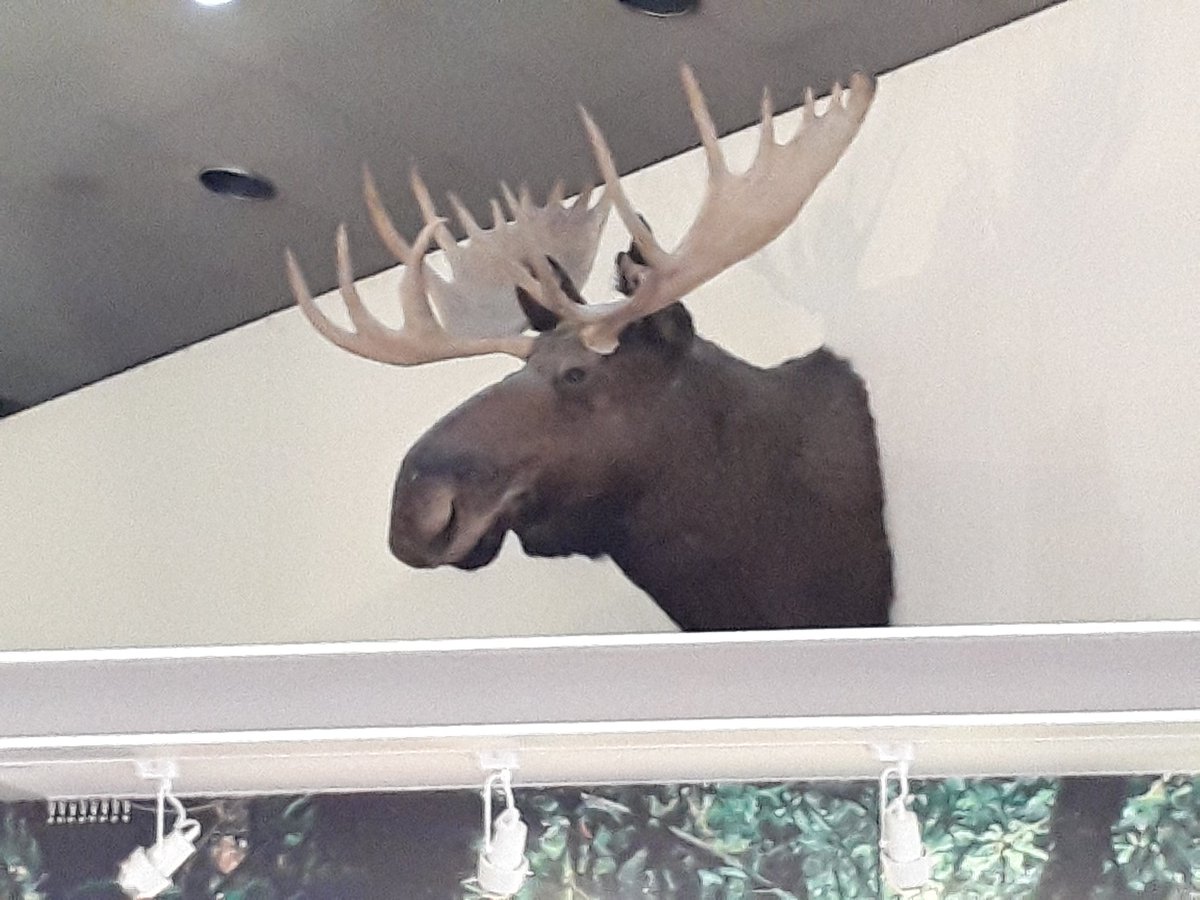 シマ 東山動植物園の動物会館には ヘラジカ様の剥製が展示されておる 拝んでいくと良い 東山動植物園 けものフレンズ