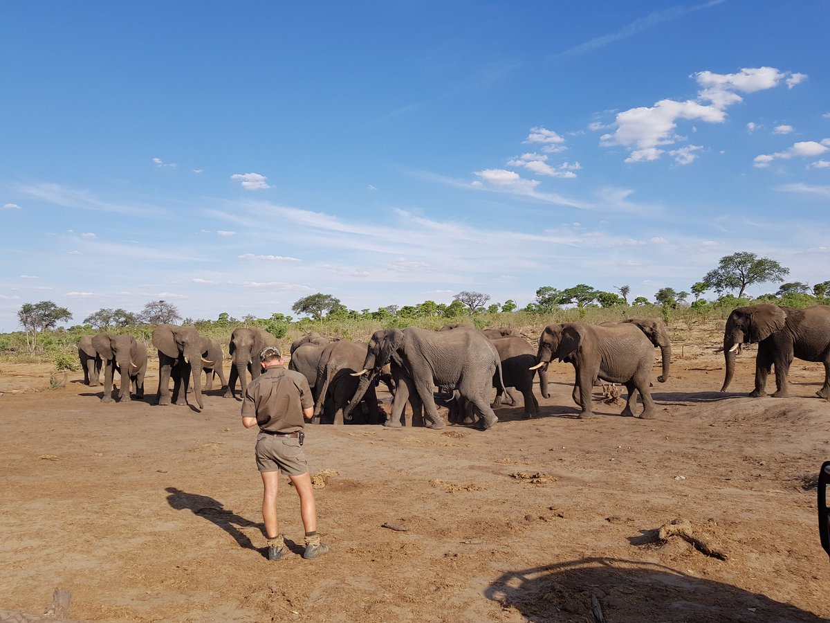 ElephantSands's tweet photo. @realDonaldTrump Dear Mr Trump, we @ElephantSands Botswana dare you to come here, and experience these wonderfull animals in the wild. And we promise you these elephants WILL changes your mind about hunting!! https://t.co/wd4op7bmE2