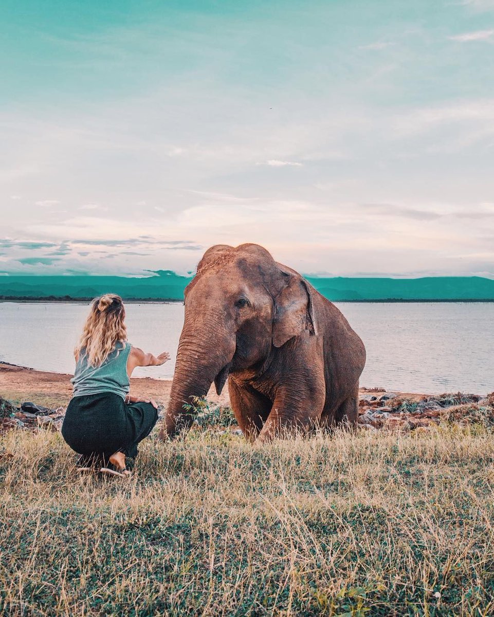 Шри ланка туристическая. Шри Ланка колорит. Шри Ланка путешествие. Шри Ланка фотосессия. Девушка на слоне.