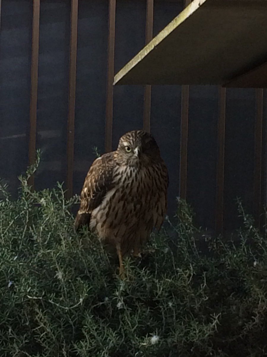 珍景 野生の鷹が鎮座して普段は煩いインコたちが整列して微動だにしない がかわいそうだけどかわいい Togetter 珍景 野生の鷹が鎮座して普段は煩いインコたちが整列して微動だにしない がかわいそうだけどかわいい Togetter