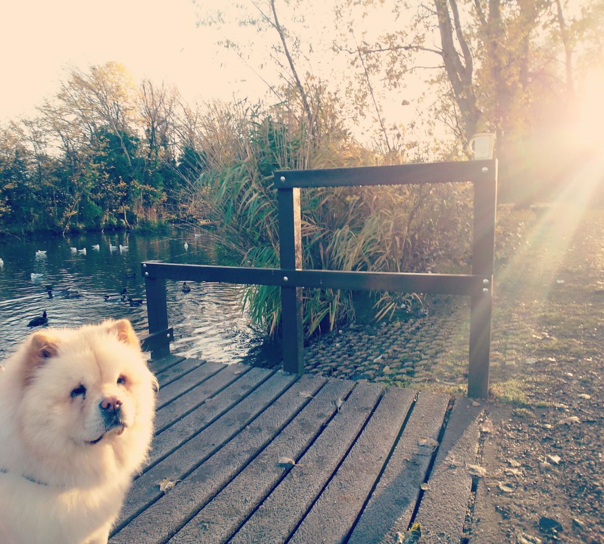 Frosty Morning walk #cannonhillcommon #chowchow