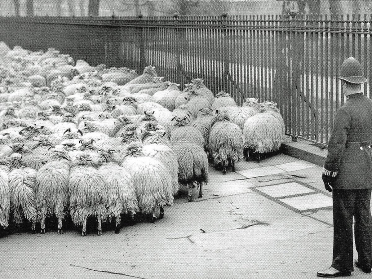 History Copper tweet media