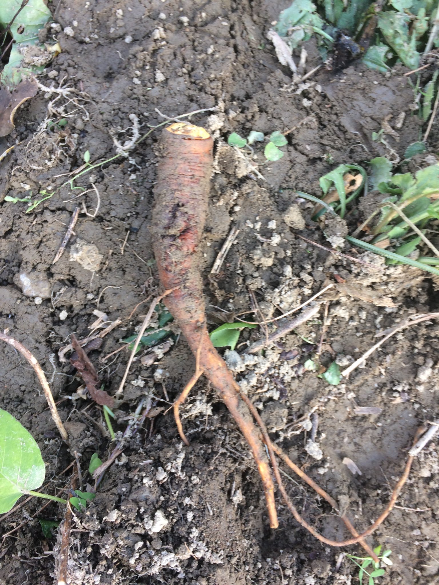 大森貴樹 子供らと畑仕事してて 雑草が生えてるところで写真の根っこを掘り出して 何これ人参みたい と驚いていたら あ それ ギシギシの根っこだよ 植物図鑑で見た 息子 うん 前に畑で見たことあるよ 娘 との回答にさらに驚いた寒い夕方