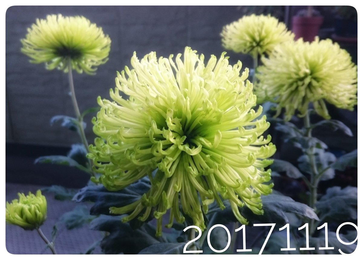 O Xrhsths 裏花火 Sto Twitter 今年買ったのは 大好きなアナスタシアのグリーン 華やかな花姿で見事にグリーンなんですよ アナスタシアのブロンズも可愛いのですが花つきもよくてよく咲くし 洋花とも相性いいお洒落さもすてき 元々菊の花は大好きなのですが O Xrhsths 裏花火 Sto Twitter 今年買ったのは 大好きなアナスタシアのグリーン 華やかな花姿で見事にグリーンなんですよ アナスタシアのブロンズも可愛いのですが花つきもよくてよく咲くし 洋花とも相性いいお洒落さもすてき 元々菊の花は大好きなのですが