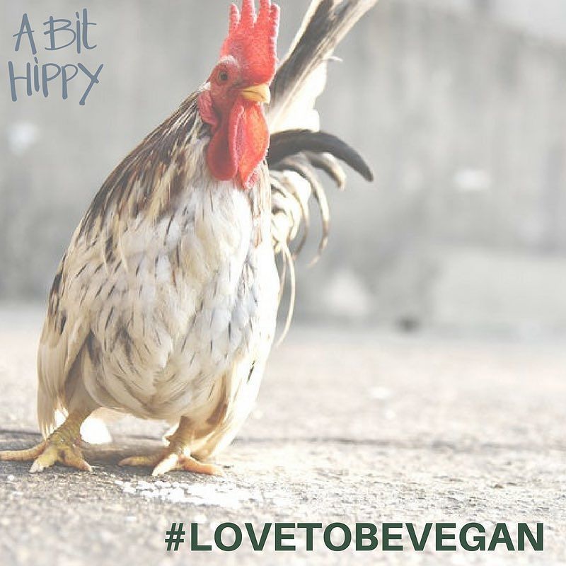 ABitHippy's tweet photo. If you don’t like seeing pictures of violence towards animals being posted, you need to help stop the violence, not the pictures.⠀

#quoteoftheday #truth #animalwelfare #respectlife #quote #inspo #natural #vegan #nature #abithippy https://t.co/GZoOqlrILG https://t.co/LJ21sEaHsW