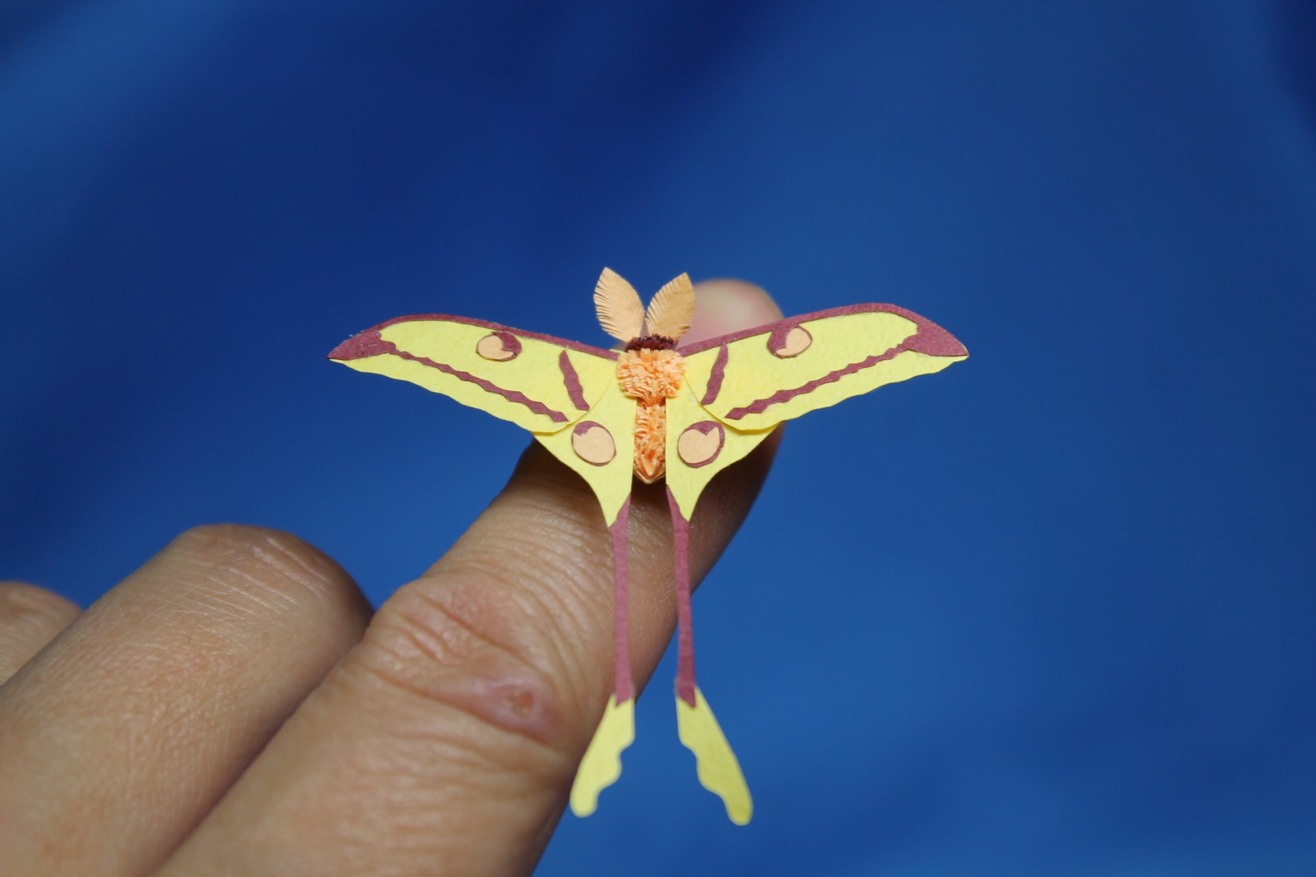 しざーはんず 次は未定 でも作る そこに生き物がいる限り 今日は 虫リース を作ってみたんだよ 博物クリスマスで好評いただいてる虫リース 販売用に作ってみました リース本体にコノハムシで 飾り しざーはんず 次は未定 でも作る そこに生き物がいる限り 今日は 虫リース を作ってみたんだよ 博物クリスマスで好評いただいてる虫リース 販売用に作ってみました リース本体にコノハムシで 飾り