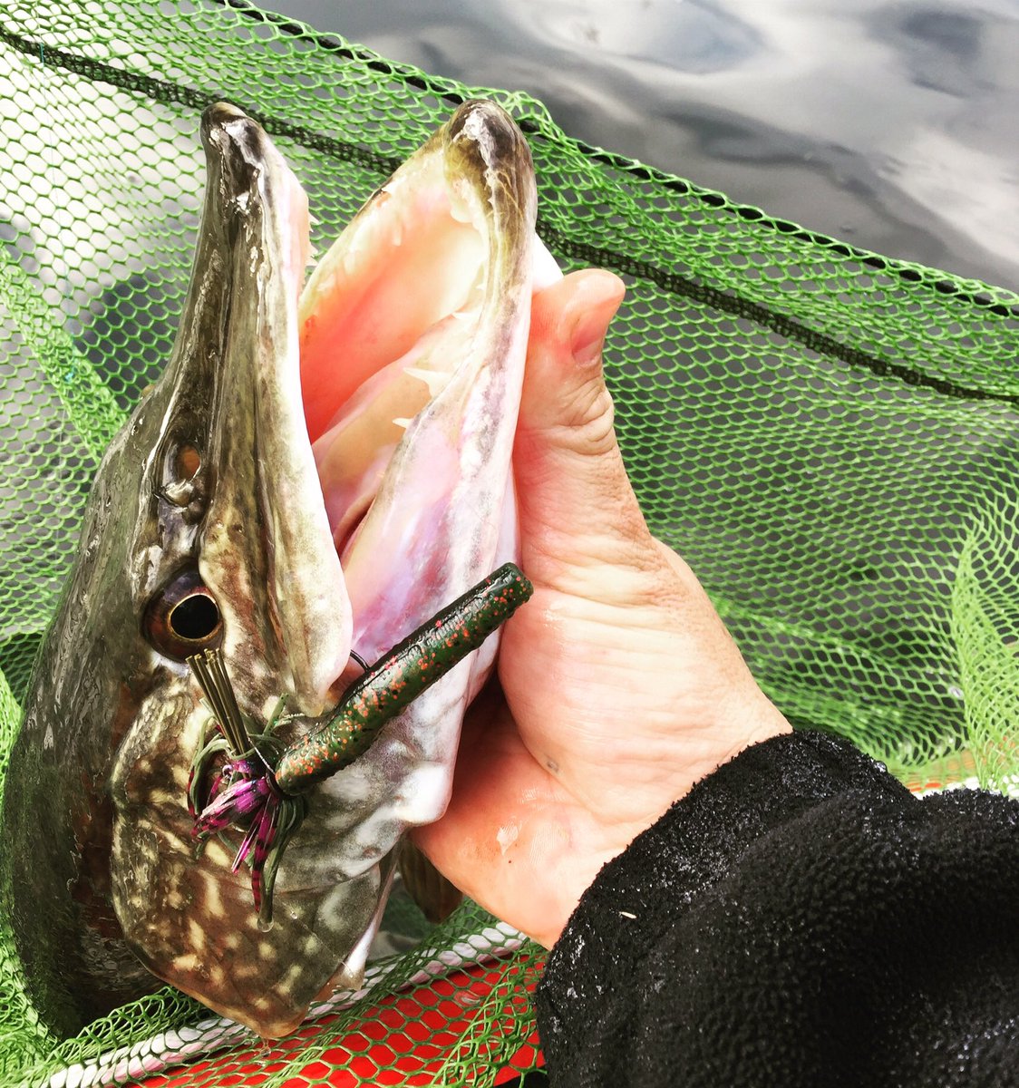 Jig muncher <a href="/Zmanfishing/">Zmanfishing</a> <a href="/ikeliveshow/">Ike_Live</a> @PikePredatorMag