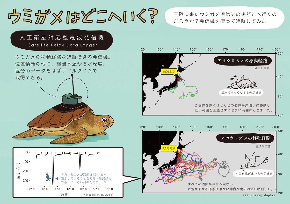 原画】ウミガメの旅立ち 【公式通販】