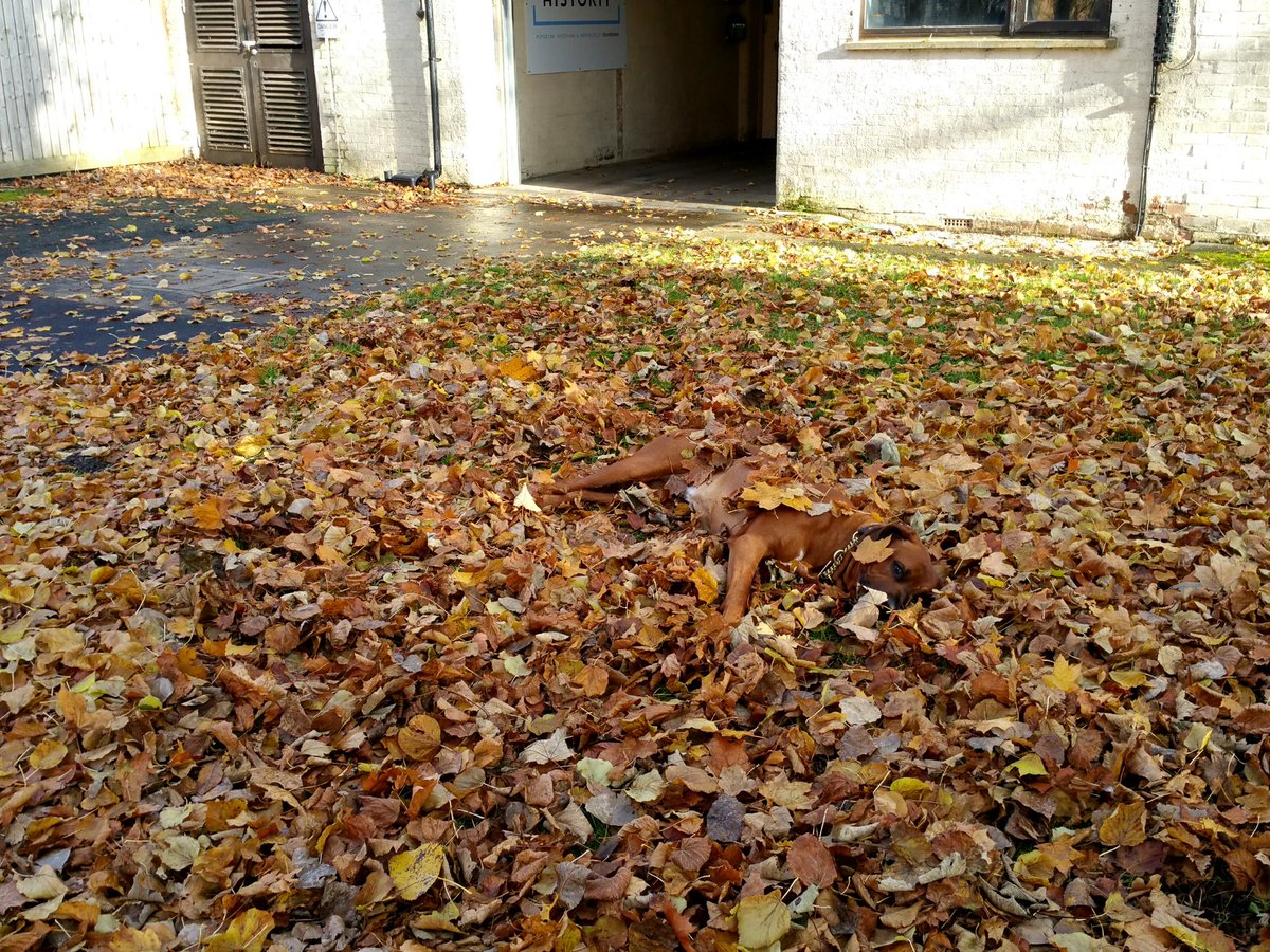 Spot the dog...   #AutumnColours #Camouflage #DogsOfBH #RhodesianRidgeback #dogsoftwitter <a href="/BicesterH/">Bicester Heritage</a>