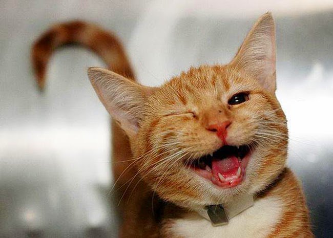 Kattenconsult's tweet photo. Woon je in de gemeente Utrecht? Dan mag je t/m 30 november je kat gratis laten chippen bij het Dierenasiel aan de Koningsweg! Op is op!! https://t.co/Rc0flmQm2i