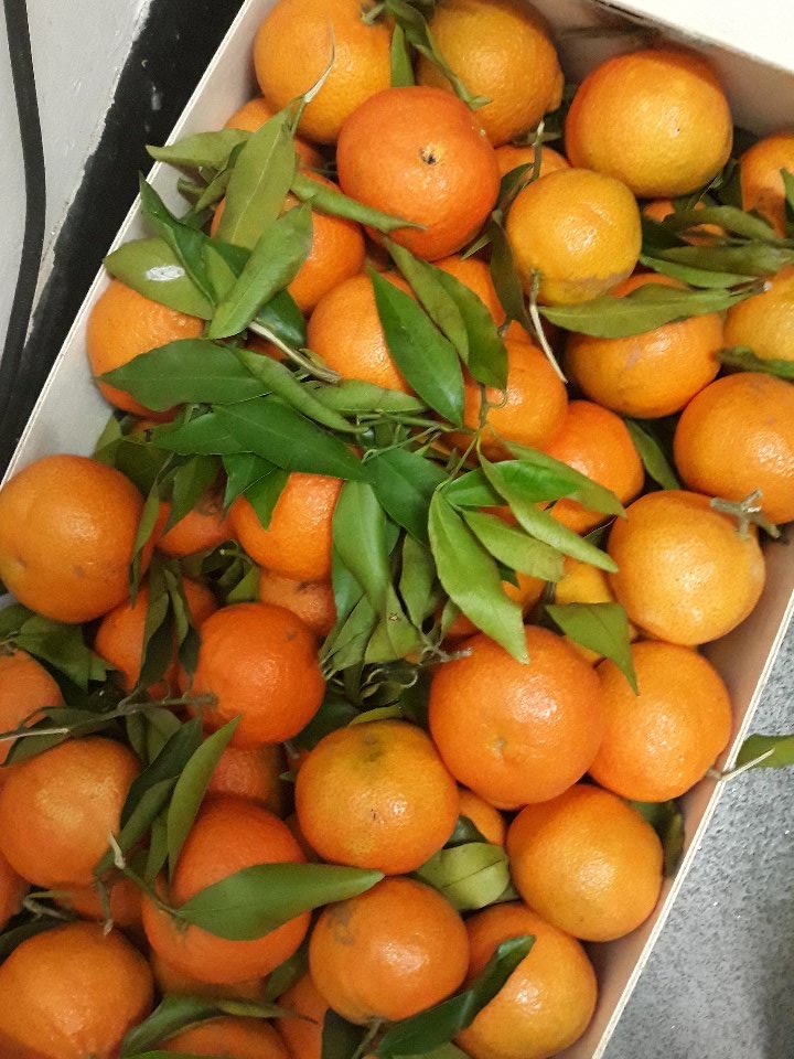 estersn16's tweet photo. @MarkC_OFlaherty Making clementine marmalade today !!! https://t.co/HKrBKLlgZR