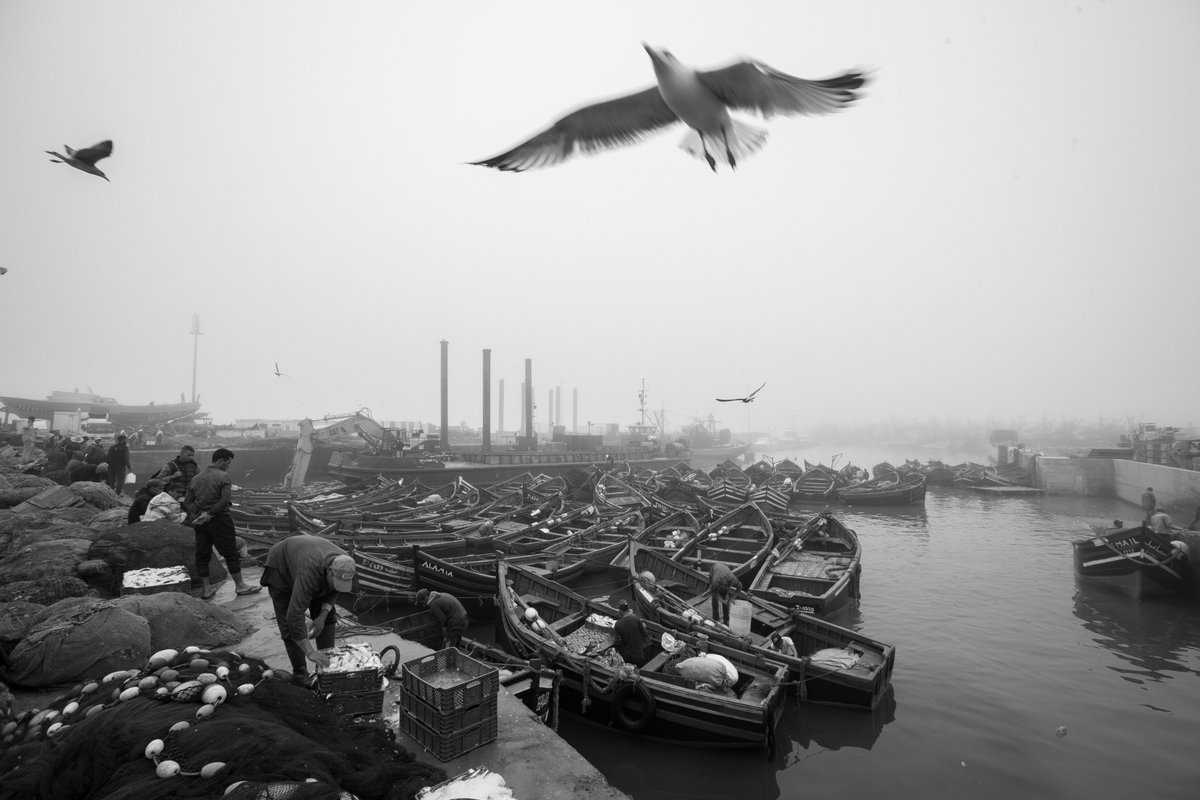 RiadEmotion's tweet photo. Le port a Essaouira une véritable expérience à faire partager 
#Essaouira #Mogador #liveanexperience #liveastyle #riademotion 
https://t.co/lr0rIn5m6H https://t.co/sWRHOZbpqI