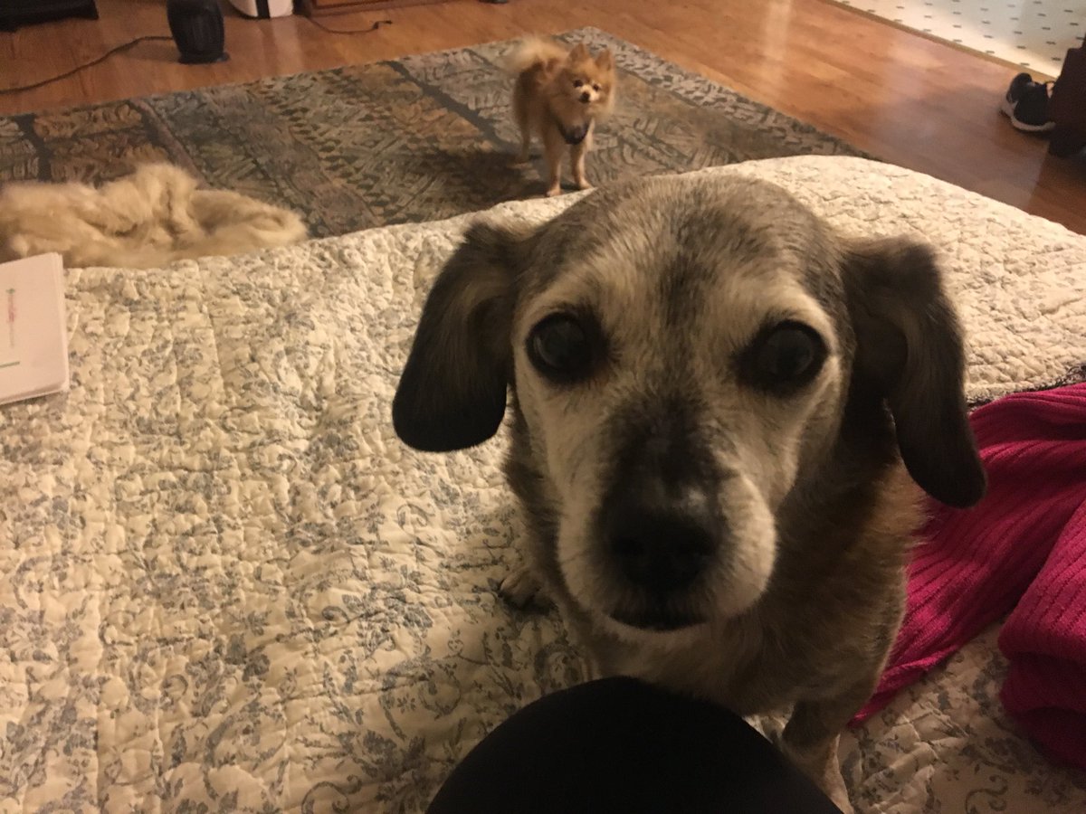 rosecitypup's tweet photo. Just watching you eat a snack Mom #dogmom https://t.co/Nw9GW0tBiW
