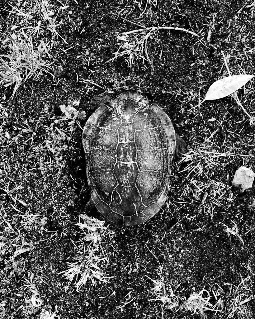 dlsdigitalarts's tweet photo. Mr tortious hiding in plain sight.
.
#dlsdigitalarts #tortious #reptilesofinstagram #reptile #camoflauge #wellhidden #australianwildlife #shotoniphonex https://t.co/CaxaX8NnT2
