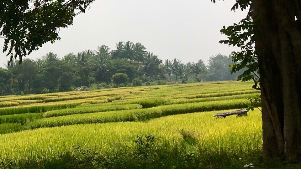 vrundavs's tweet photo. There are beautiful places..&
Then there is #mandya
#somewhere #whileonroad https://t.co/itmVVWcON9