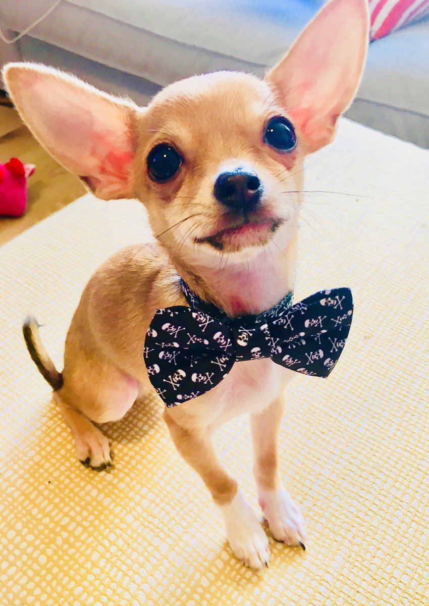 erachawaii's tweet photo. Hi @AskTSA I’m a TSA precheck member but I’m traveling with my pet. What security line should I travel through? Precheck or non precheck? https://t.co/UNiNDyc8zi