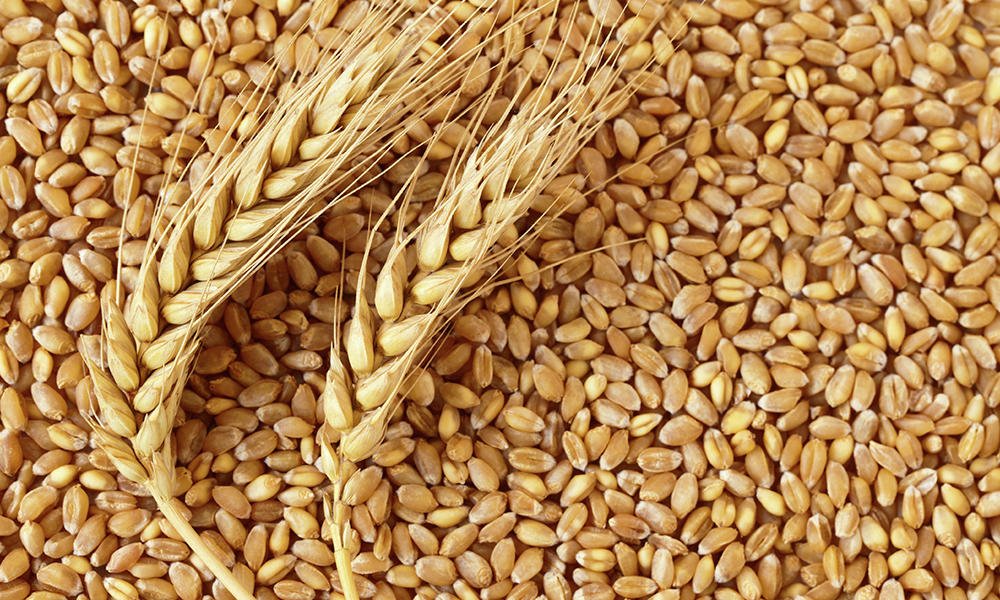 ExpFoodChem's tweet photo. Genome of wheat ancestor sequenced #Genome #Wheat #FoodNews #FoodScience #FoodChemistry #AcceptingArticles #SubmissionsOpen #UpcomingIssue https://t.co/wjGHPaqAJl