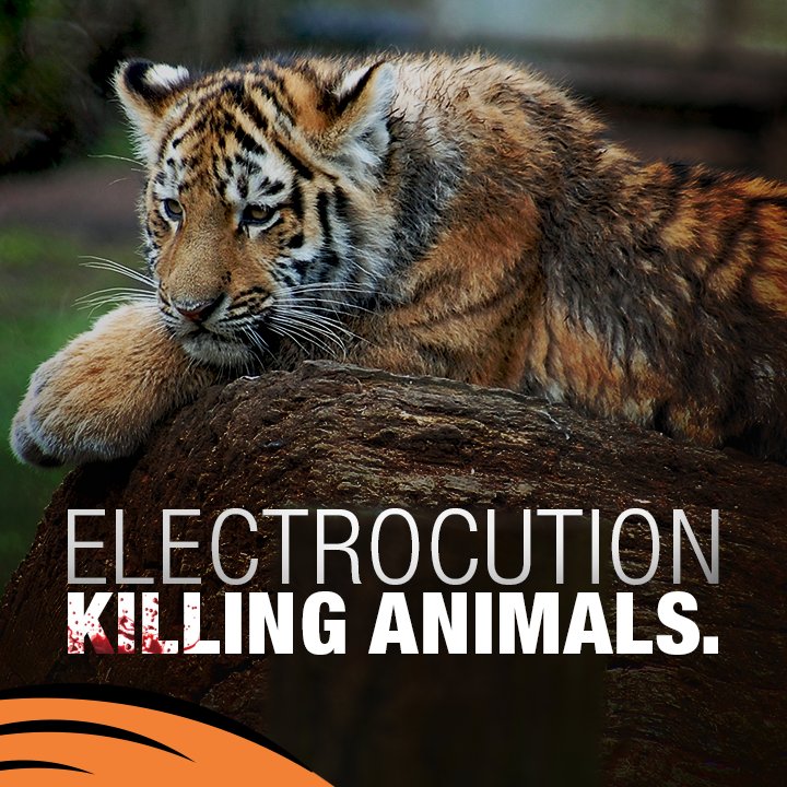 Save Our Tigers tweet media