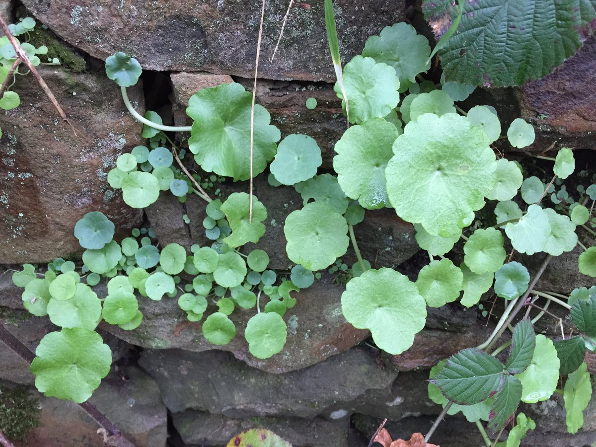 PhoebeW94's tweet photo. Scentless Mayweed, Navelwort and Broadleaved Hellobrine - another day out botanising, this time in the Rhymney valley #wildflowers https://t.co/PUEmqokKSJ