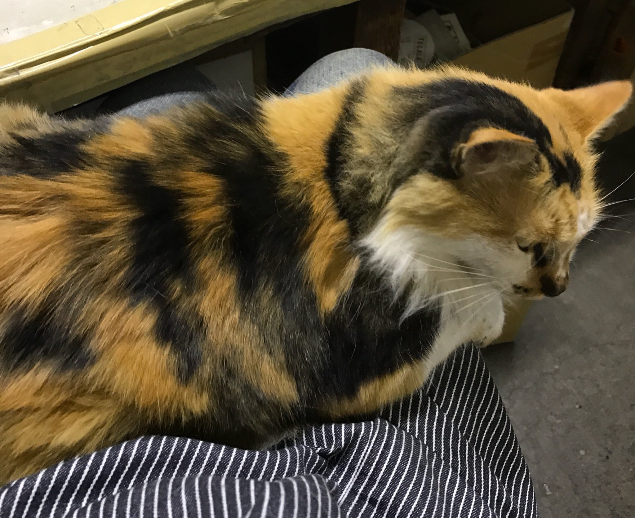 長毛の三毛猫が行方不明になりました (@tanutanukigreen) / X