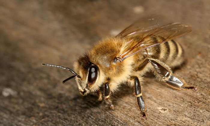Label_Abeille's tweet photo. Saviez-vous qu'il existe de nombreuses souches d'#abeilles en France ? Et toutes ont leur propre caractère ! https://t.co/ZhlMYoq2Dl #nature #biodiversité https://t.co/ry6hBSt8Ap