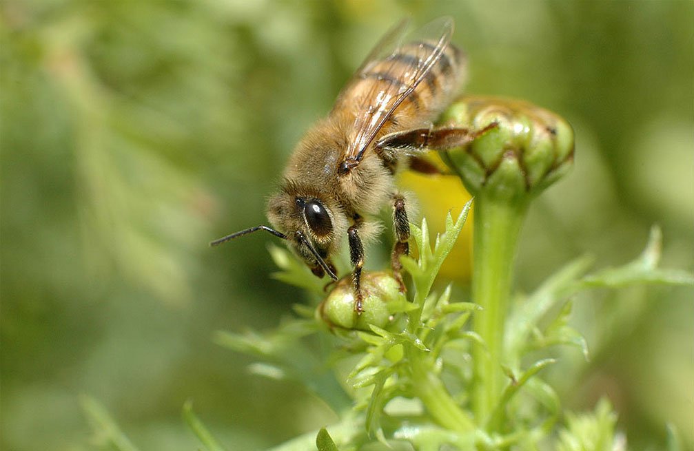 Label_Abeille's tweet photo. Saviez-vous qu'il existe de nombreuses souches d'#abeilles en France ? Et toutes ont leur propre caractère ! https://t.co/ZhlMYoq2Dl #nature #biodiversité https://t.co/ry6hBSt8Ap