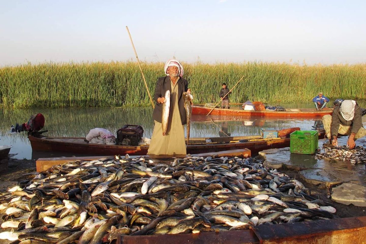 جمعة مباركة على الجميع 
نصبح عليكم من اهوارالجبايش
جنوب العراق-موطن السومريون الاوائل
Marshlands of Chabaish
Sumerian origin
South of Iraq
#baghdad_Salam
#Iraqesque