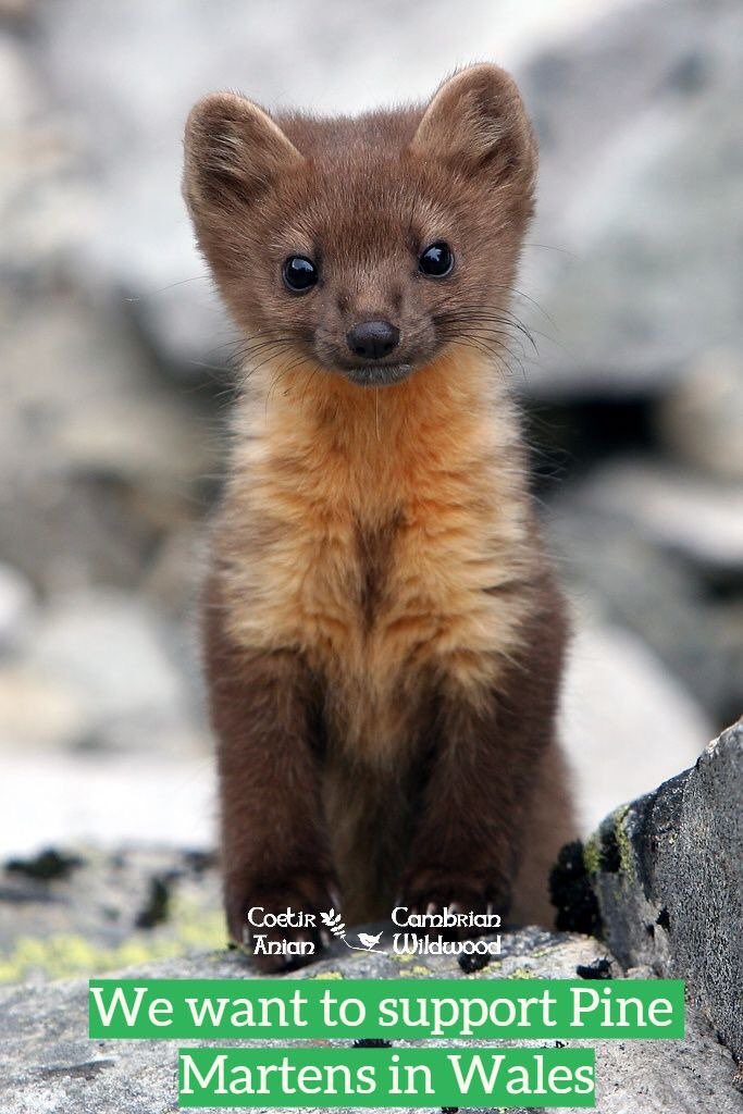 Team4Nature's tweet image. #FF WEEKEND TEAM CHALLENGE:
Please FOLLOW @coetiranian &amp;amp; RT to HELP them reach 500 FOLLOWERS.

Also, PLEASE DONATE (if you can) &amp;amp; SHARE Simon Ayres 10K run, raising funds for this AWESOME rewilding project: mydonate.bt.com/events/aber10k…

(This Pine Marten would LOVE YOU to RT NOW! 😊)