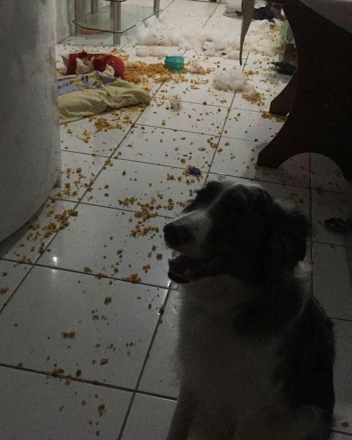 DestructionDogs's tweet image. Title: 'The path to paradise begins in destruction'
Artist: Dante
Materials: Dog bed, fluff, misc.
#destructiondogs #dogsarethebest #doggo #dog #puppy #pup #cute #shepherd #pet #pets #animals #petstagram #petsagram #photooftheday #bordercollie