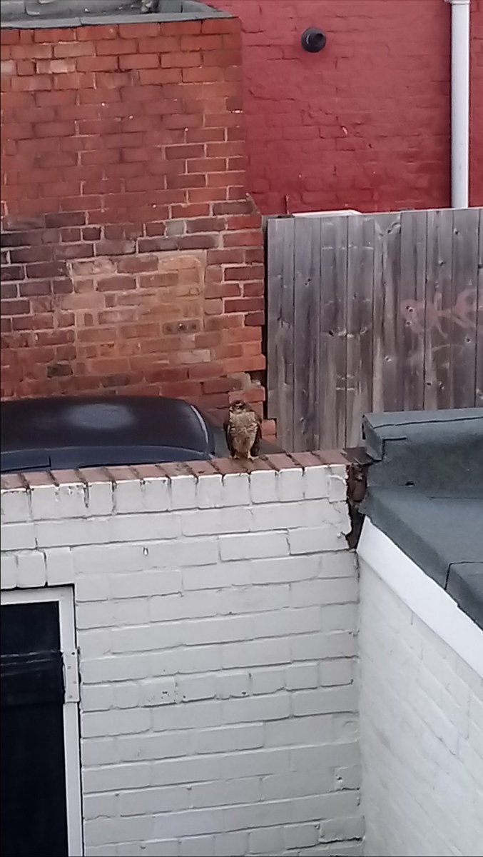 A sparrowhawk visitor on our backyard wall this morning. Stalking something which flew into the yard. #sparrowhawk #wildlifefrommywindow #rspb #loveheaton #Autumnwatch